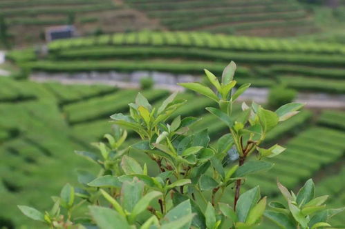 温州早茶探秘之旅入选省十大茶旅精品线路 海量图