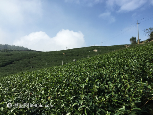 美丽的新绿色茶叶种植园高原的茶叶种植园