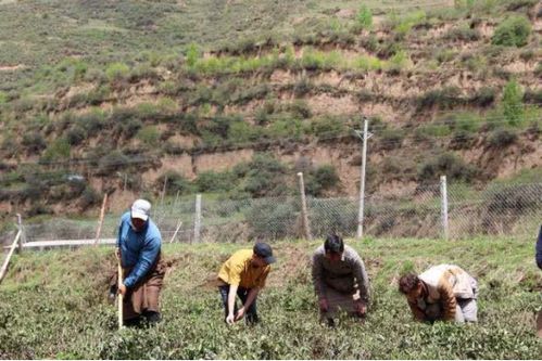 泽氏马茶藏茶种植基地正式投入运营 从源头把控产品质量