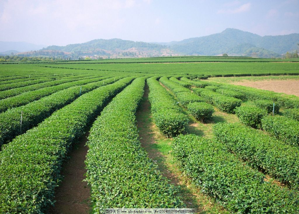 茶叶种植园图片