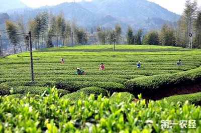 丽水农师引种茶叶 带民抱团发展茶产业