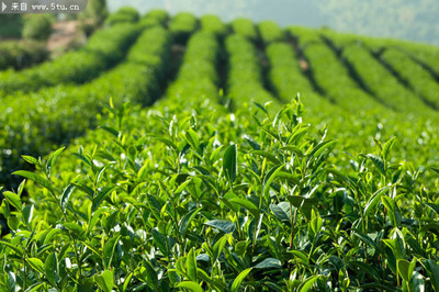 茶叶高清照片 茶树图片