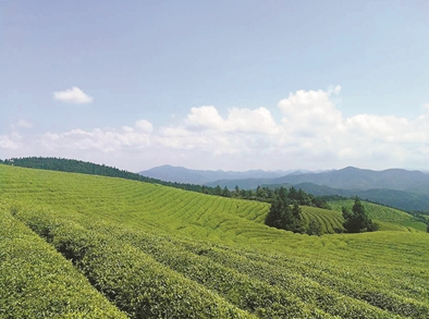 如何提高小产区茶园机械化种植加工水平?