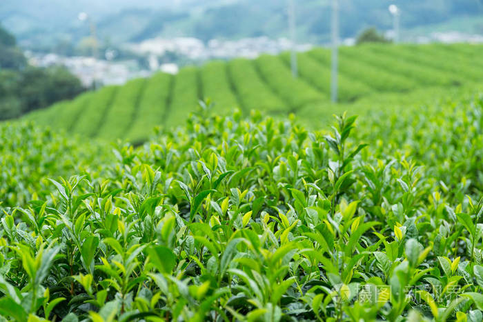 茶叶种植园农场