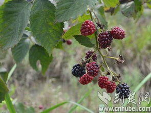 天门或成树莓之乡 树莓产值可达十亿以上