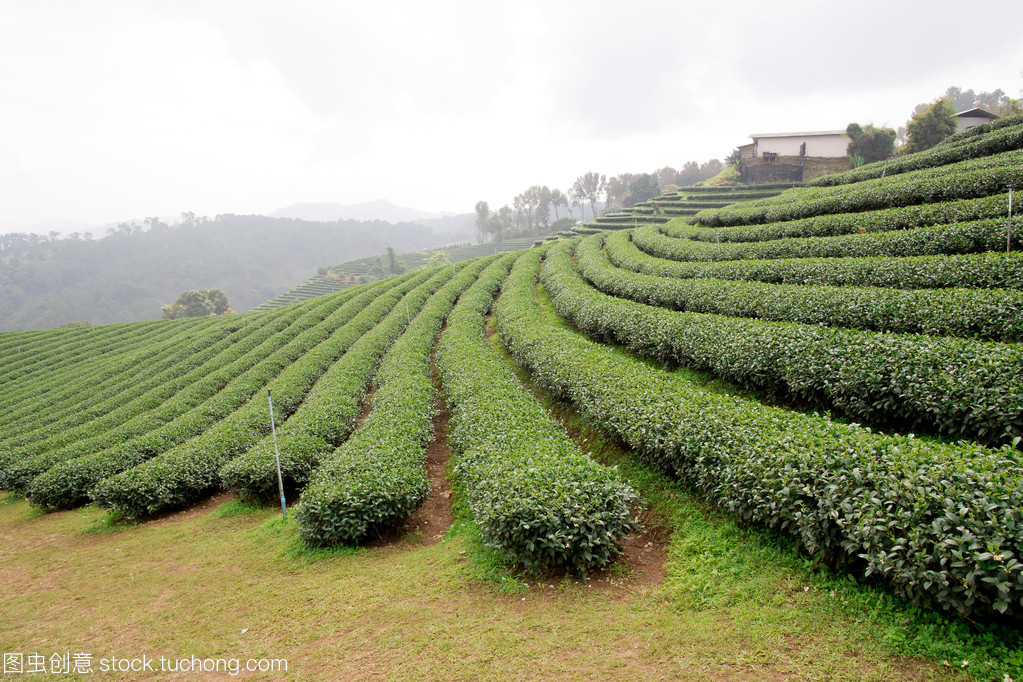 绿茶叶种植园景观