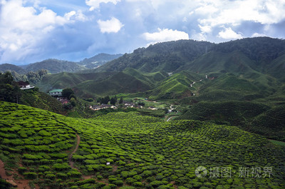 茶叶种植园