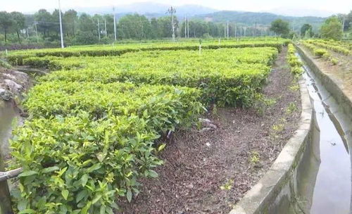 扶贫工作队帮姚河村种植茶叶脱贫