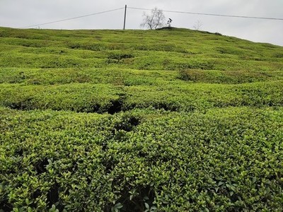 茶叶种植基地