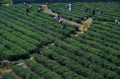 秀山洪安镇万亩茶叶开采