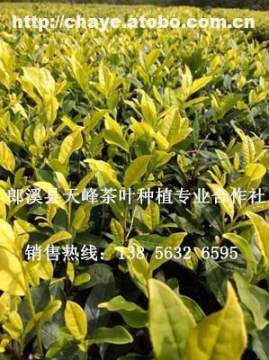 黄金茶,价格,厂家,供应商,其他茶叶及制品,郎溪县天峰茶叶种植专业合作社 热卖促销 阿土伯网