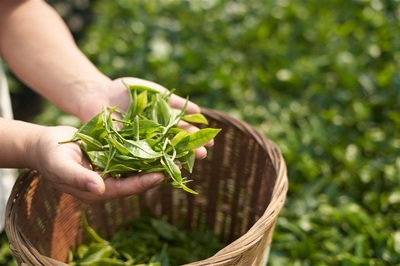 拒绝香精茶!新式茶饮联合市级标准院发起“高标准茶叶原料应用”研究