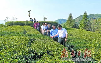 省高山乌龙茶标准化示范区通过验收