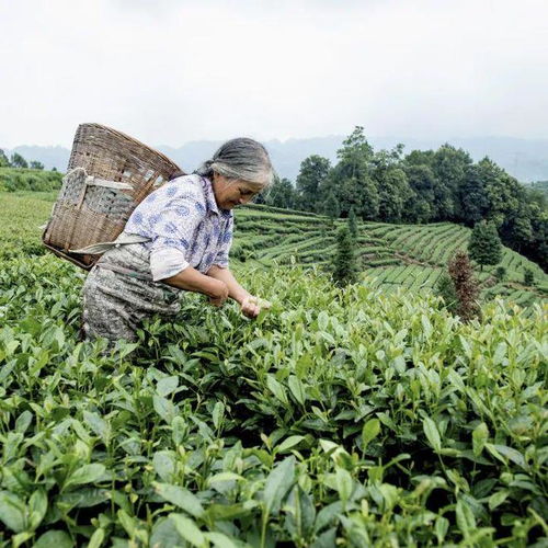 从茶园到新茶饮 多方聚力共探蒙顶山茶产业振兴之路