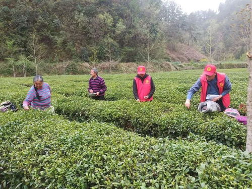 西乡县做好茶文章 走出致富路