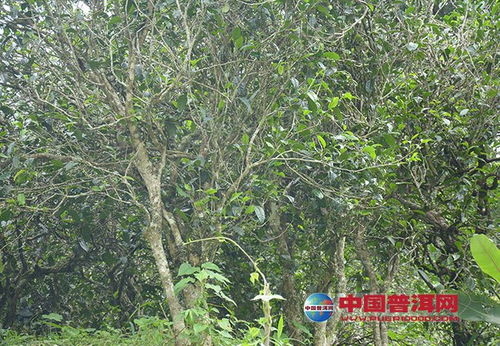 云南普洱茶名山中小叶茶的种植地与特色分析