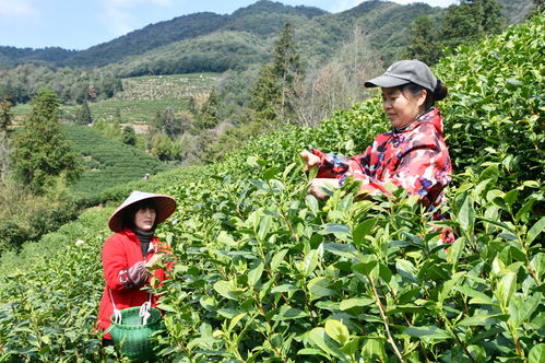 上茶山 采春茶