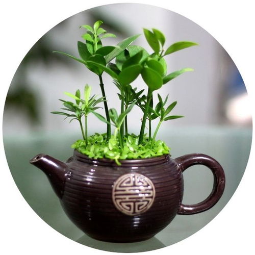 广场舞也能养心 拥有一个爱好,对身体有多重要