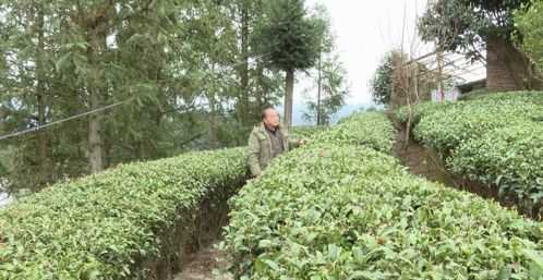 低温天气影响茶叶种植,三江部分春茶上市预计推迟