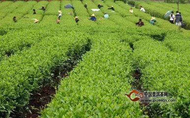 云林茶
