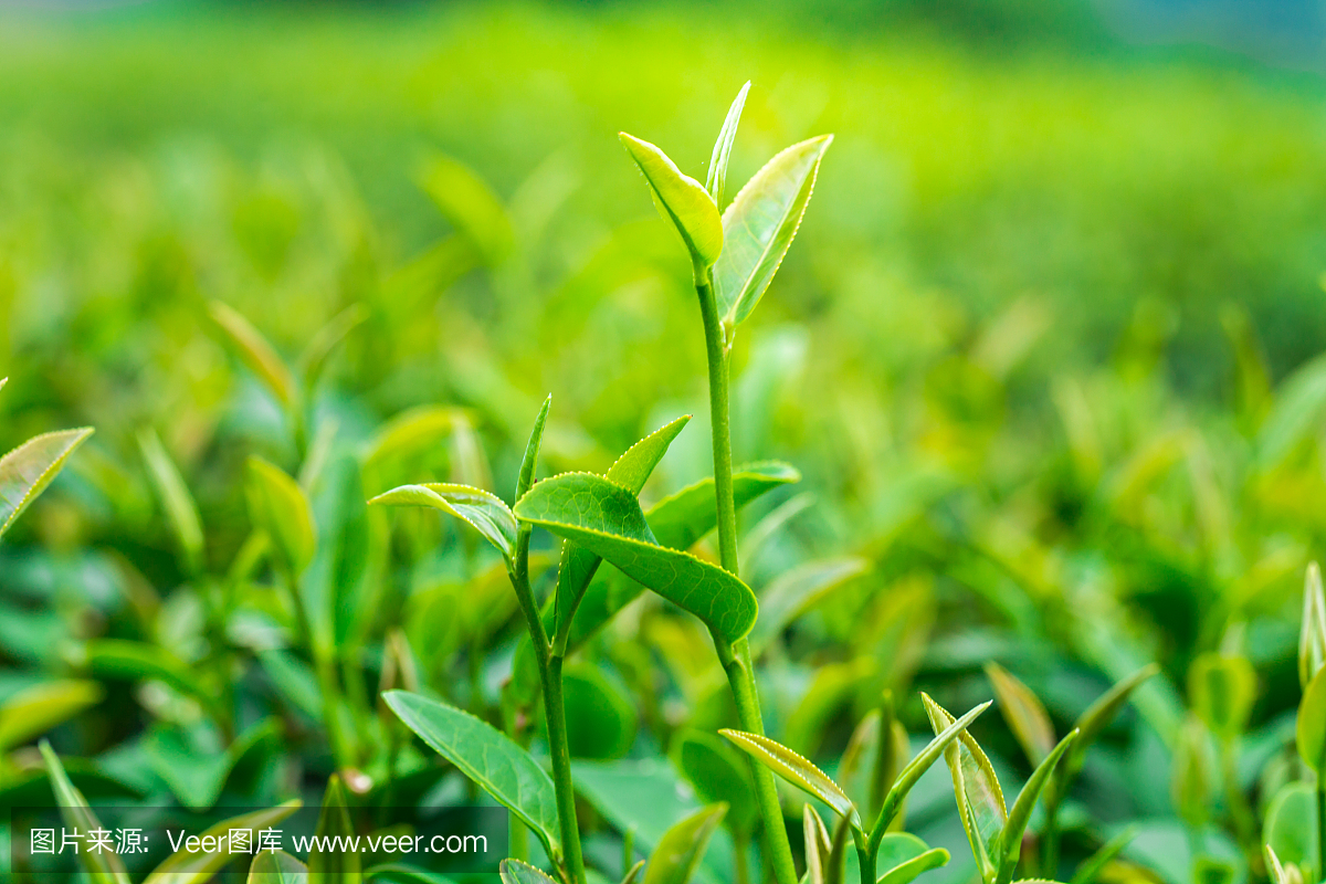 茶叶在一个种植园的特写