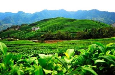 竹山绿茶-得胜镇圣水村茶叶-“中国高香型生态绿茶”之乡竹山县