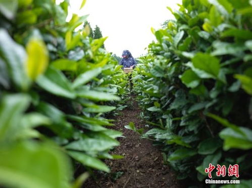 山东日照 茶香盈山海 茶旅融合绘新篇