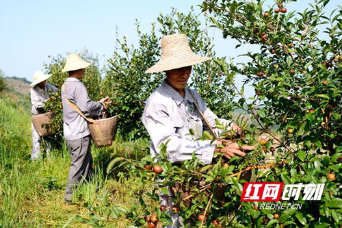 常德茶油团体标准出台 品牌建设吹响集结号