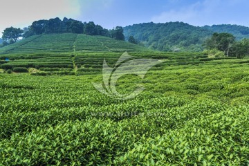 西湖龙井茶
