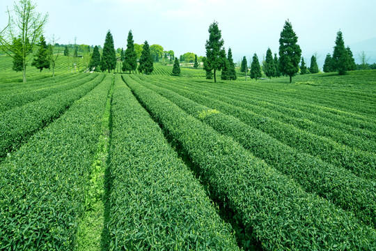 茶叶种植基地