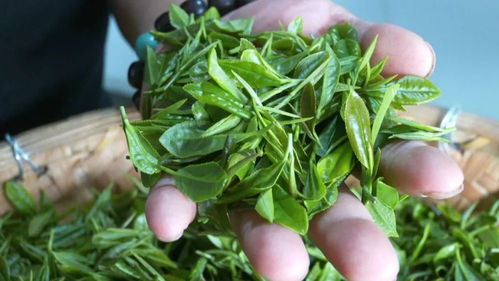 30年匠心 黄陂制茶匠人助农富一方