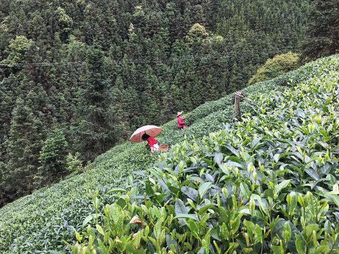 粤北茶事茶生活好茶来自高山,自然环境得天独厚