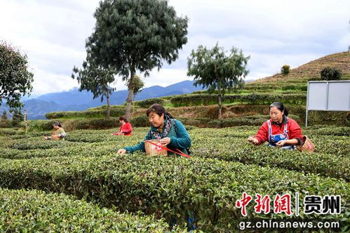 贵州道真 春茶开采