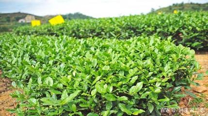 阿生说三农:茶叶需求量很高,喝茶的人很多,它是怎样种出来的?