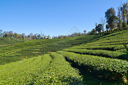 茶叶茶具