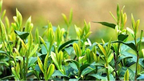 茶叶种植施肥技术,茶树用什么肥料长得快