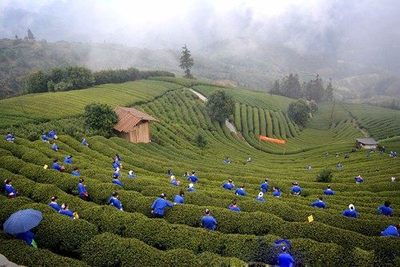 布央仙人山茶场如此壮观的千人采茶场面就不信你不点