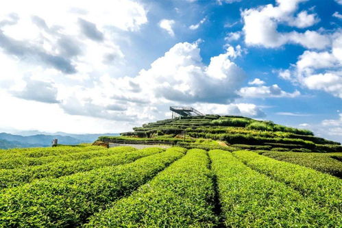 来广东大埔享受自在旅途 茶叶