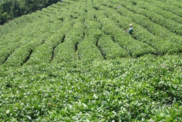湖南茶叶出口上半年稳定增长