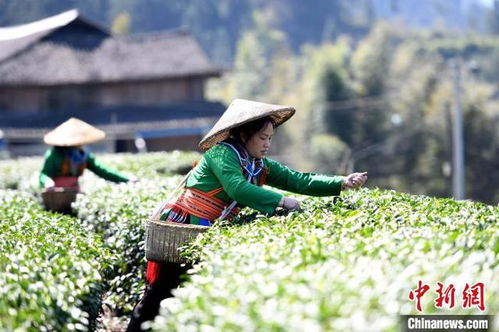 广西龙胜 抢抓农时采春茶