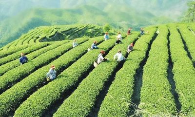 香满天下中国茶:十八大以来我国茶产业发展综述