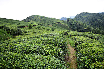 茶园茶叶图片-茶园茶叶背景图-茶园茶叶背景图片-茶园茶叶