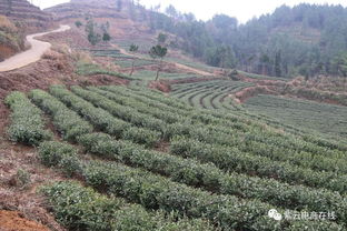 万万没想到 紫云这地方竟然有这种茶叶 喜欢喝茶的小伙伴不要错过了