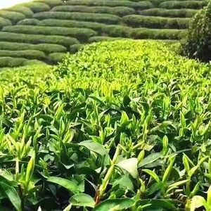 英山云雾茶明前