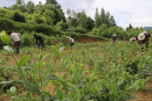 贵州省人大代表 黔茶联盟总经理 兰馨茶业董事长金循一行到黄泥乡考察茶叶种植项目
