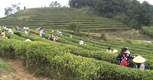 丹寨 立足生态种茶叶,激发产业新活力