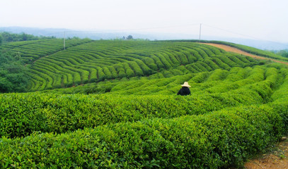 茶叶茶树