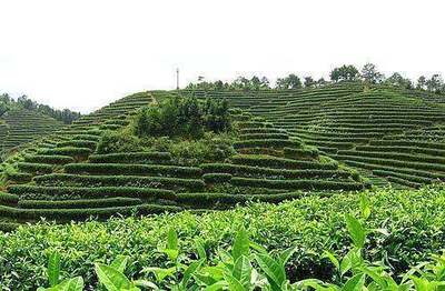 一亩茶园的成本核算