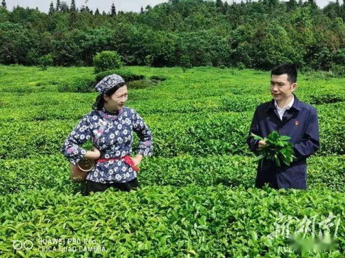 潜心 种 茶写佳话