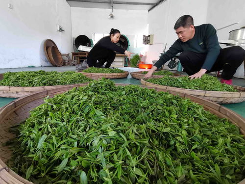 漫山茶香今春 第一鲜 青岛即墨头茬大棚春茶开采